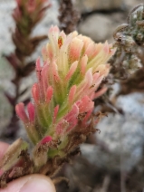 Castilleja wightii