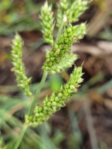 Echinochloa crus-galli