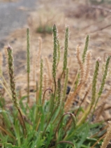 Plantago coronopus