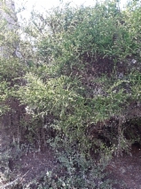 Acacia paradoxa