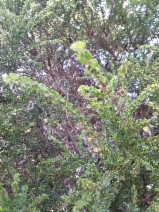 Acacia paradoxa