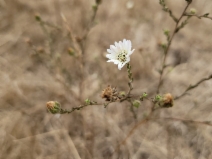 Hemizonia congesta ssp. luzulifolia