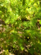 Erica lusitanica