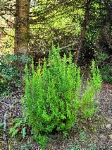 Erica lusitanica