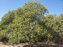 Salix lasiandra