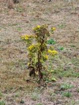 Senecio jacobaea