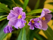 Solanum aviculare