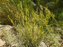 Solidago confinis