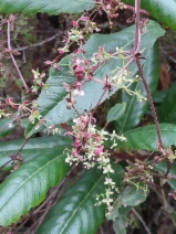 Galium porrigens var. porrigens