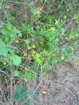 Crataegus douglasii