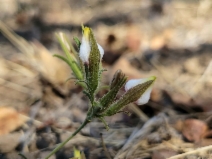 Cordylanthus pilosus ssp. pilosus