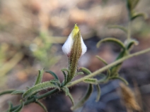 Cordylanthus pilosus ssp. pilosus