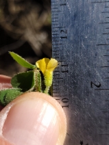 Oxalis pilosa