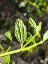Ceanothus thyrsiflorus
