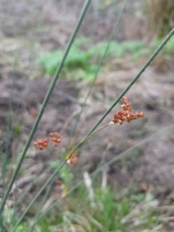 Juncus patens