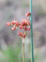 Juncus patens