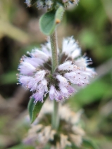 Mentha pulegium