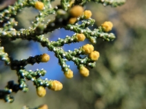 Hesperocyparis macnabiana