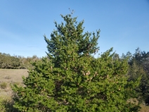 Pseudotsuga menziesii
