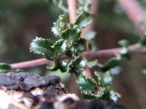 Ceanothus foliosus var. foliosus