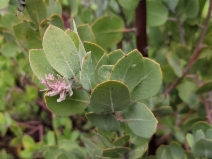 Arctostaphylos canescens ssp. canescens