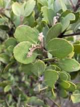 Arctostaphylos manzanita