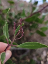 Arctostaphylos stanfordiana ssp. stanfordiana