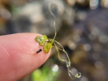 Lemna minor
