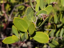 Arctostaphylos montana