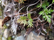 Aspidotis carlotta-halliae