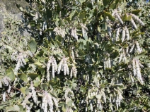 Garrya flavescens