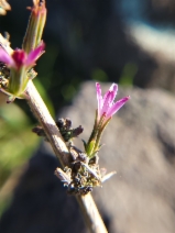 Stephanomeria virgata ssp. pleurocarpa