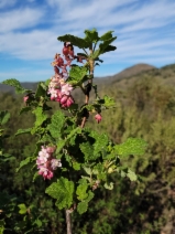 Ribes malvaceum var. malvaceum