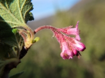 Ribes malvaceum var. malvaceum