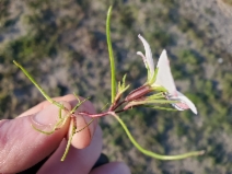 Linanthus dichotomus ssp. dichotomus