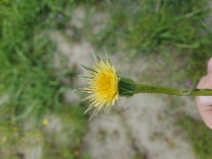 Microseris campestris