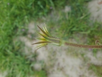 Microseris campestris