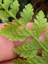 Cystopteris fragilis