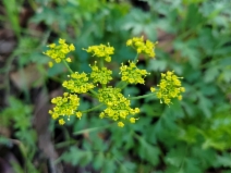 Tauschia kelloggii