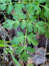 Tauschia kelloggii