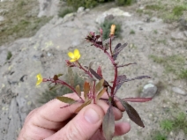 Camissoniopsis ignota