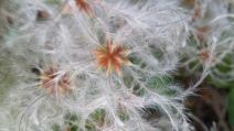 Clematis vitalba