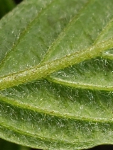 Cornus sericea
