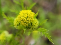Sanicula tuberosa