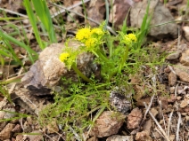 Sanicula tuberosa