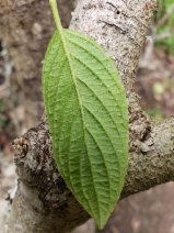 Cornus sericea