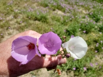 Eremalche parryi ssp. parryi