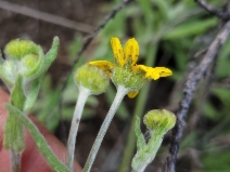 Monolopia gracilens
