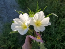 Oenothera deltoides ssp. cognata