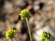 Lomatium marginatum